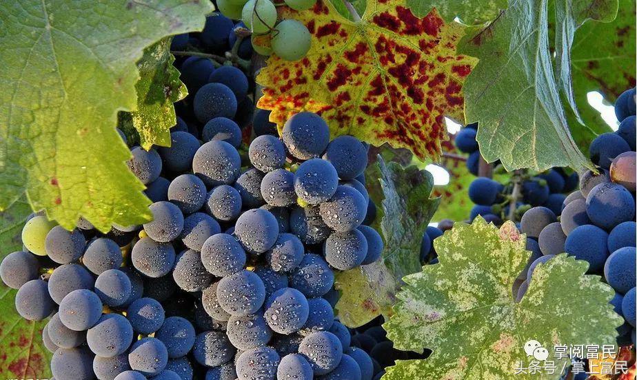 富民赋,富民产业赋能乡村振兴