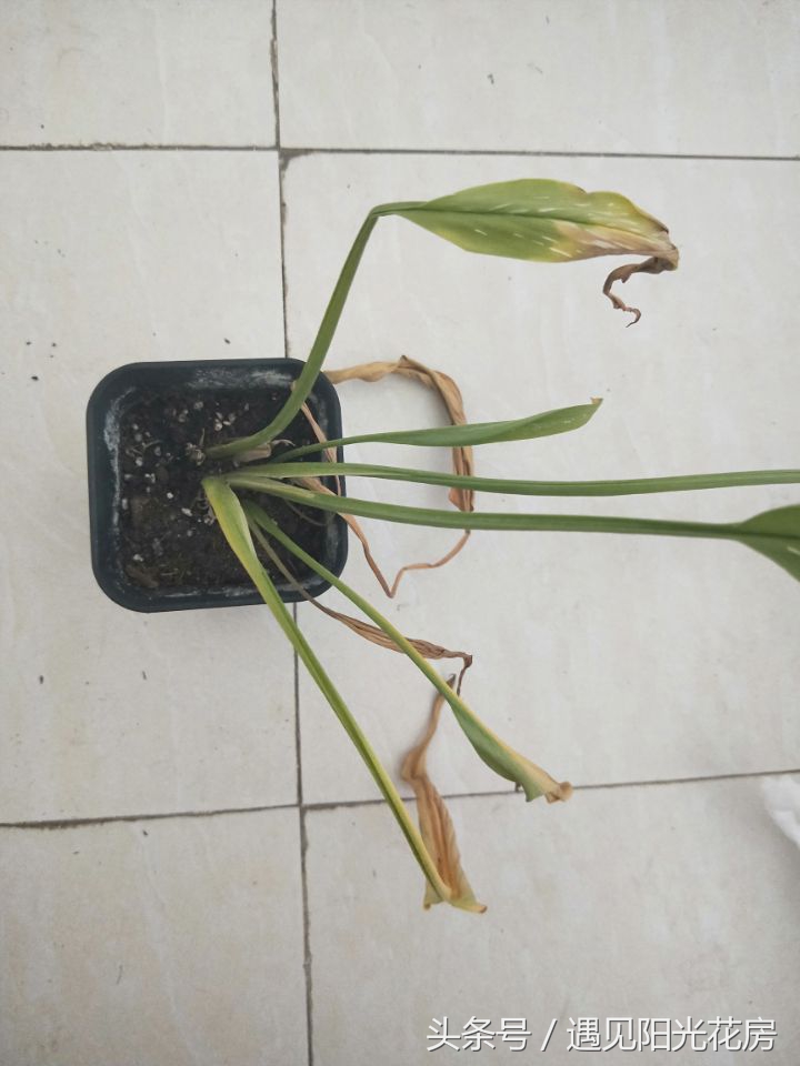 马蹄莲土培怎么养护,马蹄莲的养殖方法和注意事项水培