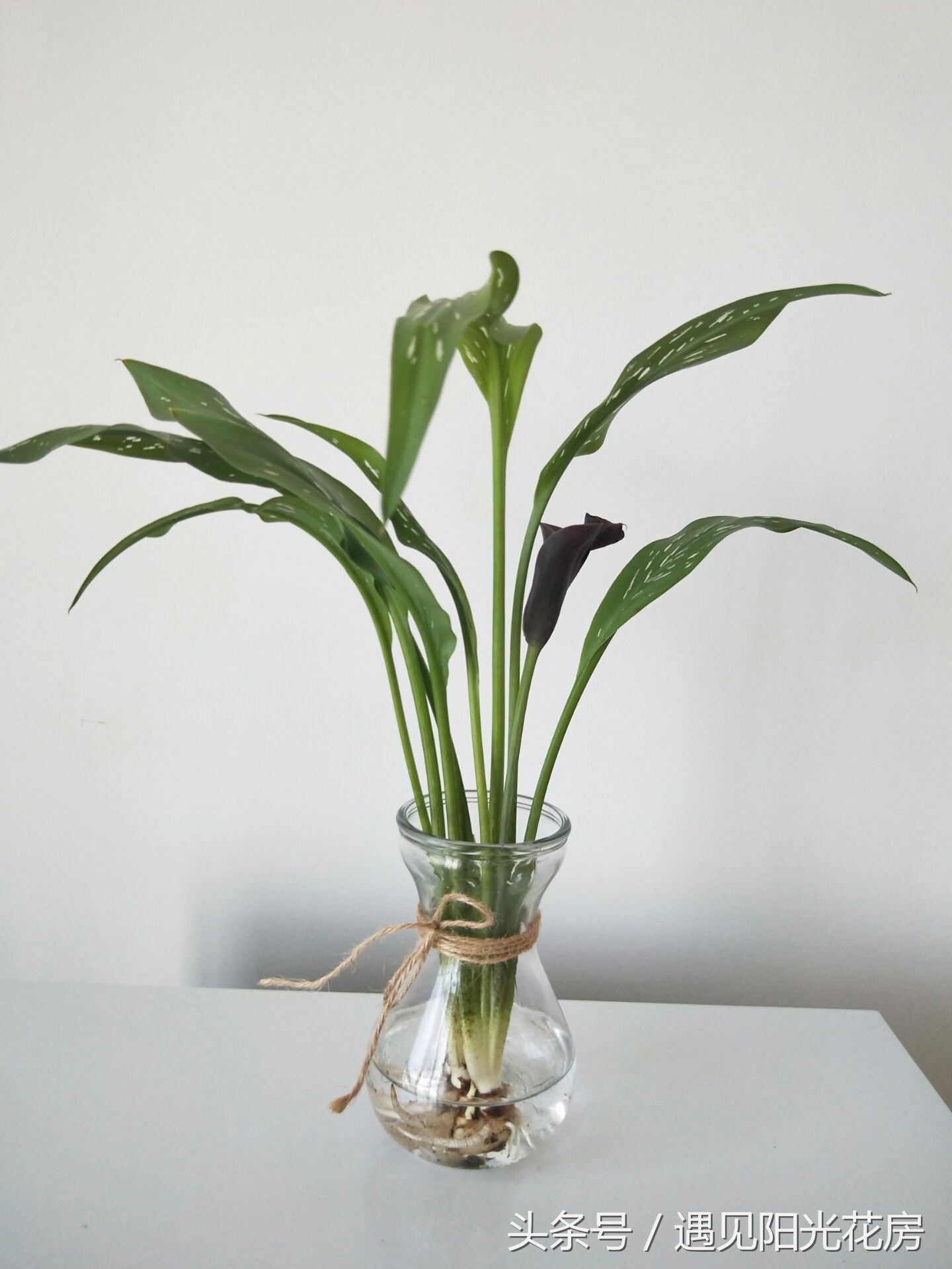 马蹄莲土培怎么养护,马蹄莲的养殖方法和注意事项水培