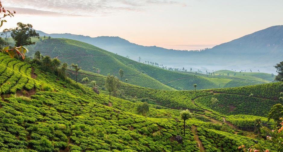 国外红茶排行榜前十名最好喝的茶,红茶出名的地方