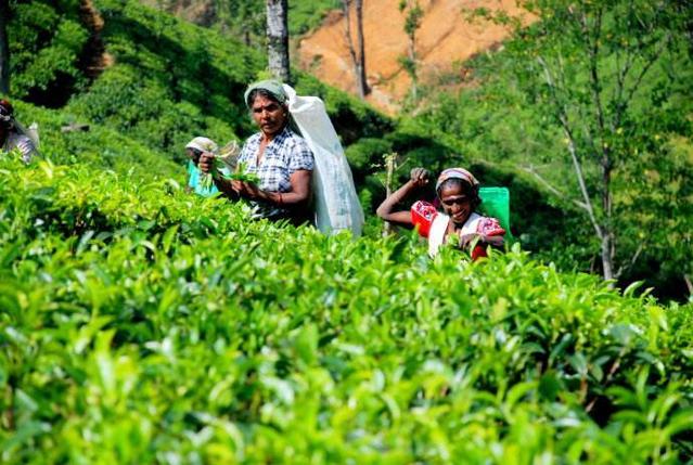 国外红茶排行榜前十名最好喝的茶,红茶出名的地方