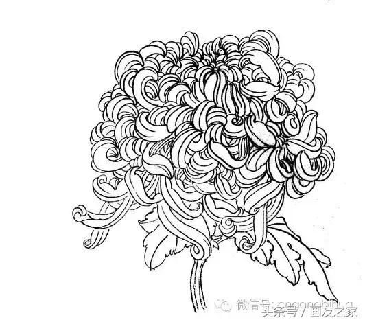 国画工笔菊花的画法视频,线描菊花画谱