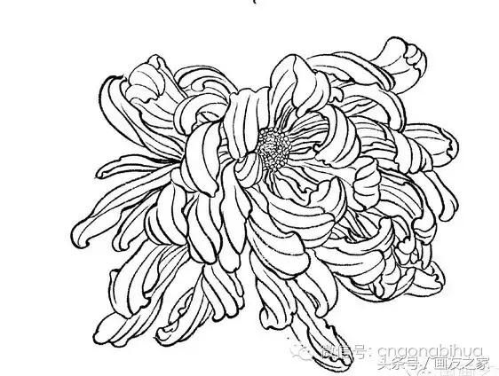 国画工笔菊花的画法视频,线描菊花画谱