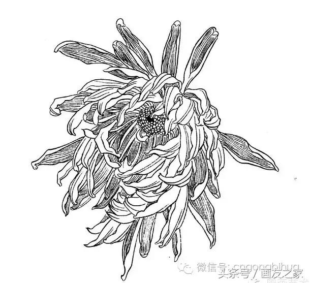 国画工笔菊花的画法视频,线描菊花画谱