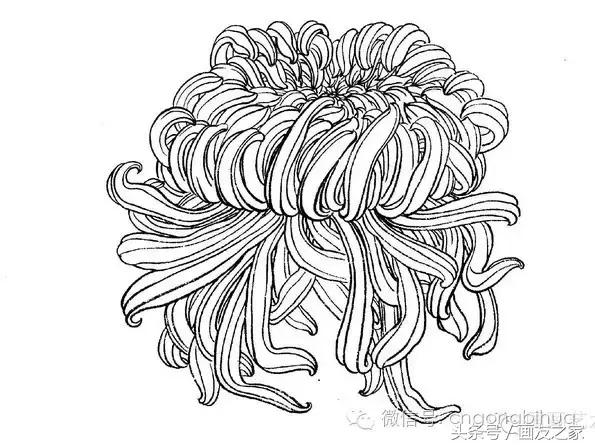 国画工笔菊花的画法视频,线描菊花画谱