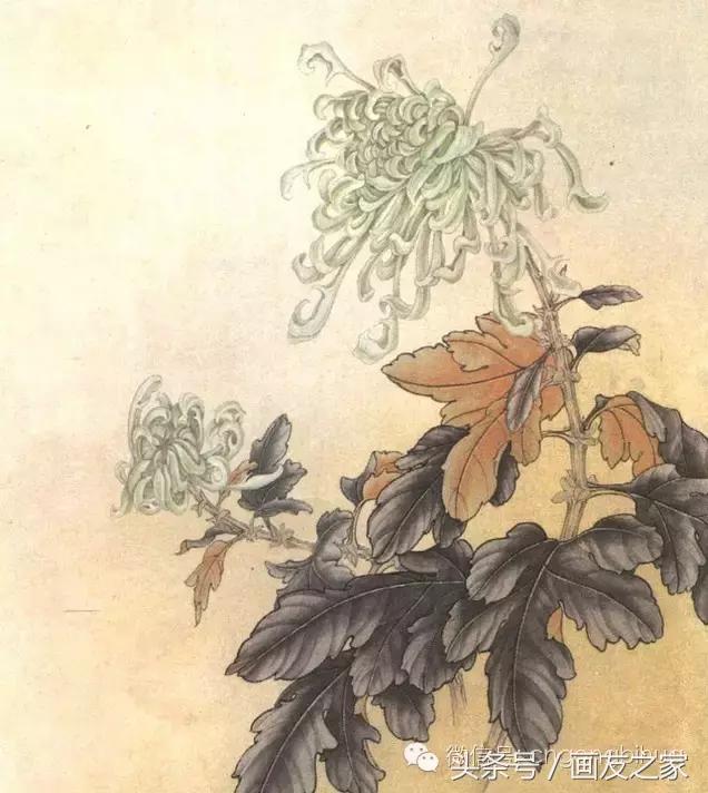 国画工笔菊花的画法视频,线描菊花画谱