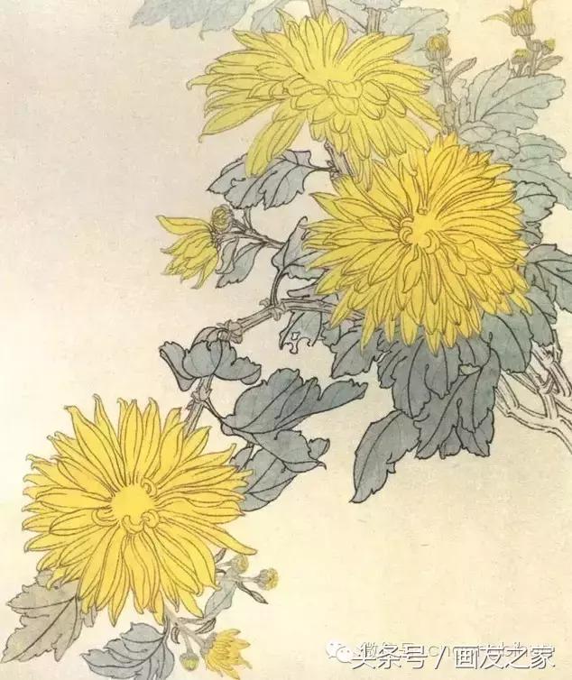 国画工笔菊花的画法视频,线描菊花画谱