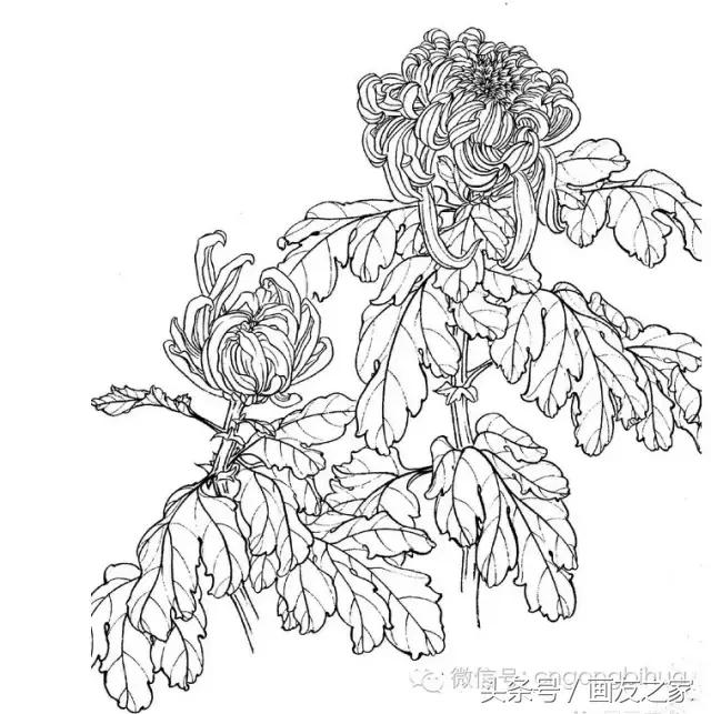国画工笔菊花的画法视频,线描菊花画谱