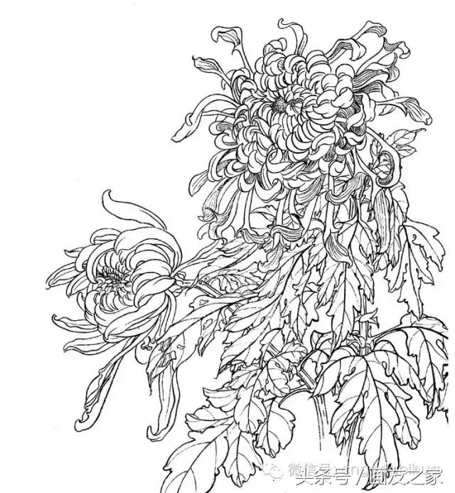 国画工笔菊花的画法视频,线描菊花画谱