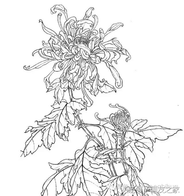 国画工笔菊花的画法视频,线描菊花画谱