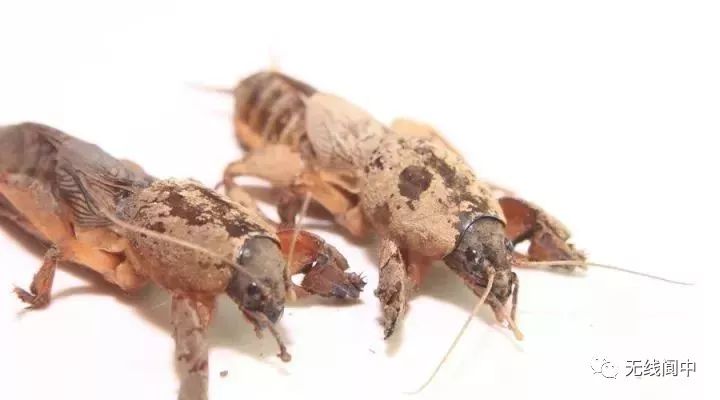 身价暴涨！蓬安农村这东西竟然卖300一斤？你家都有！