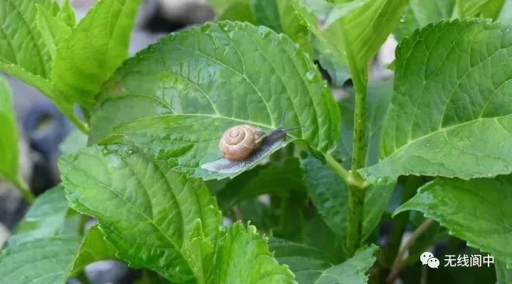 身价暴涨！蓬安农村这东西竟然卖300一斤？你家都有！