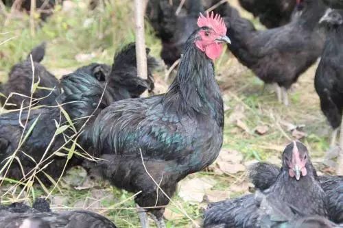 产业带动精准脱贫,宿松特色产业助农增收