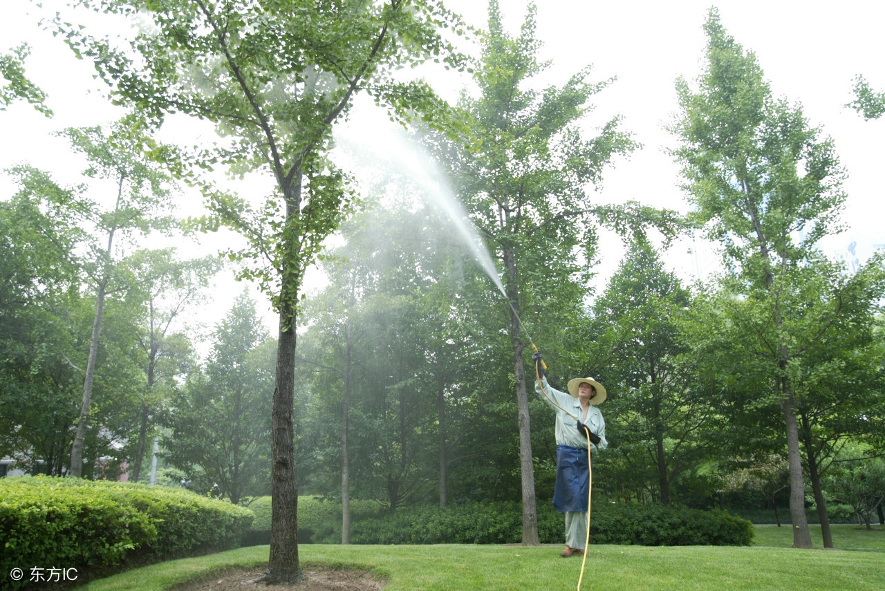新栽的树怎么浇水和维护,新栽乔木的浇水方法