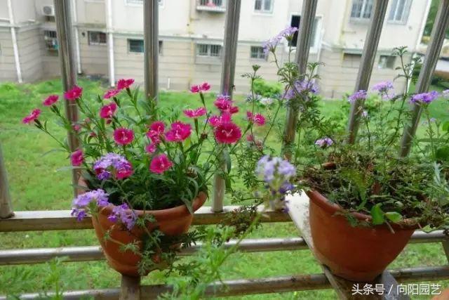 适合阳台种植一年四季开花,能四季开花的好种植物