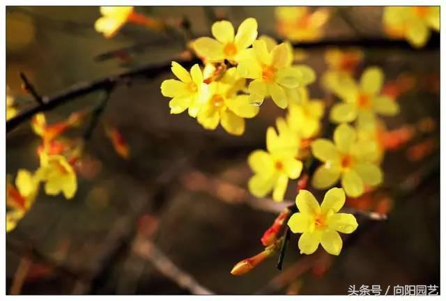适合阳台种植一年四季开花,能四季开花的好种植物