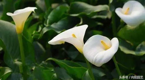 适合阳台种植一年四季开花,能四季开花的好种植物