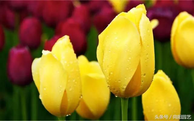 适合阳台种植一年四季开花,能四季开花的好种植物