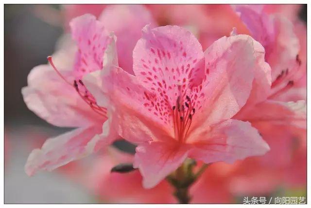 适合阳台种植一年四季开花,能四季开花的好种植物