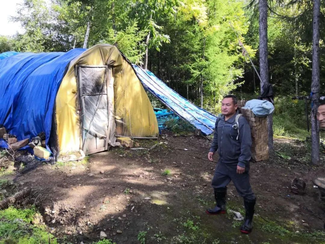 长白山人参干货安心购,4.99元吉林长白山鲜人参