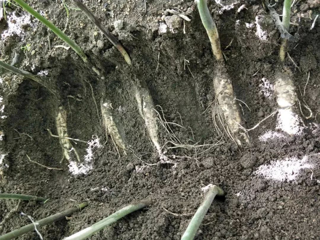 长白山人参干货安心购,4.99元吉林长白山鲜人参