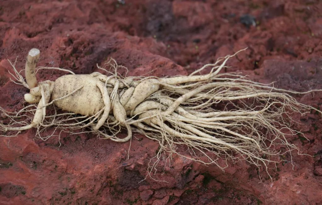 长白山人参干货安心购,4.99元吉林长白山鲜人参