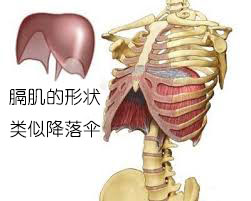宝宝肋骨外翻跟呼吸有关系吗,宝宝打嗝是因为膈肌发育不完善