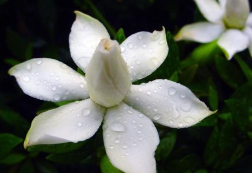 栀子花黄叶的解决办法视频,栀子花黄叶的原因及处理方法