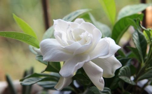 栀子花黄叶的解决办法视频,栀子花黄叶的原因及处理方法