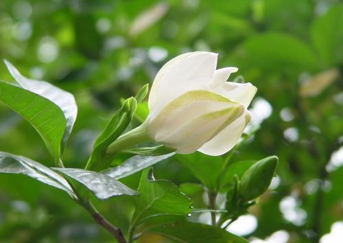 栀子花黄叶的解决办法视频,栀子花黄叶的原因及处理方法