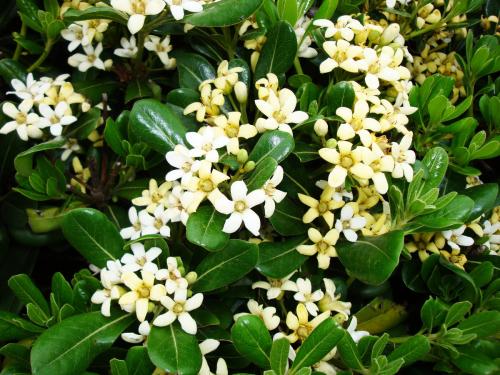 栀子花黄叶的解决办法视频,栀子花黄叶的原因及处理方法