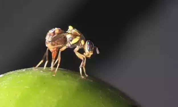 柑橘针蜂落果吗,柑橘针蜂危害