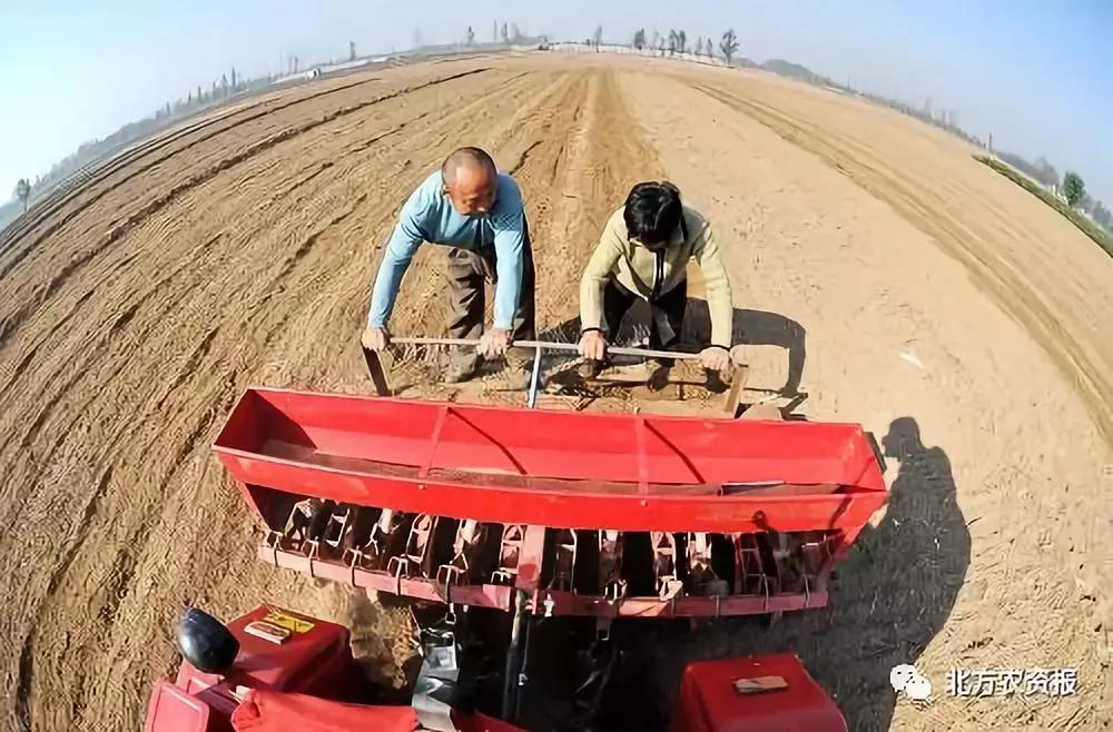 权威发布小麦病虫害,今年小麦质量