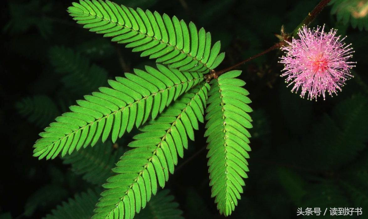 各种花的寓意及花语代表爱,黄玫瑰代表着哪些花语和寓意