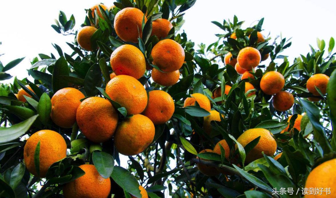 各种花的寓意及花语代表爱,黄玫瑰代表着哪些花语和寓意