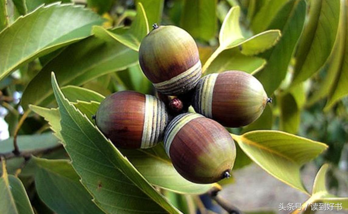 各种花的寓意及花语代表爱,黄玫瑰代表着哪些花语和寓意