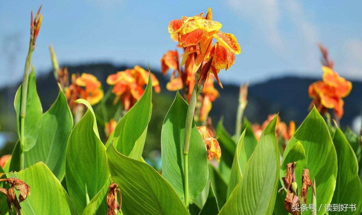 各种花的寓意及花语代表爱,黄玫瑰代表着哪些花语和寓意