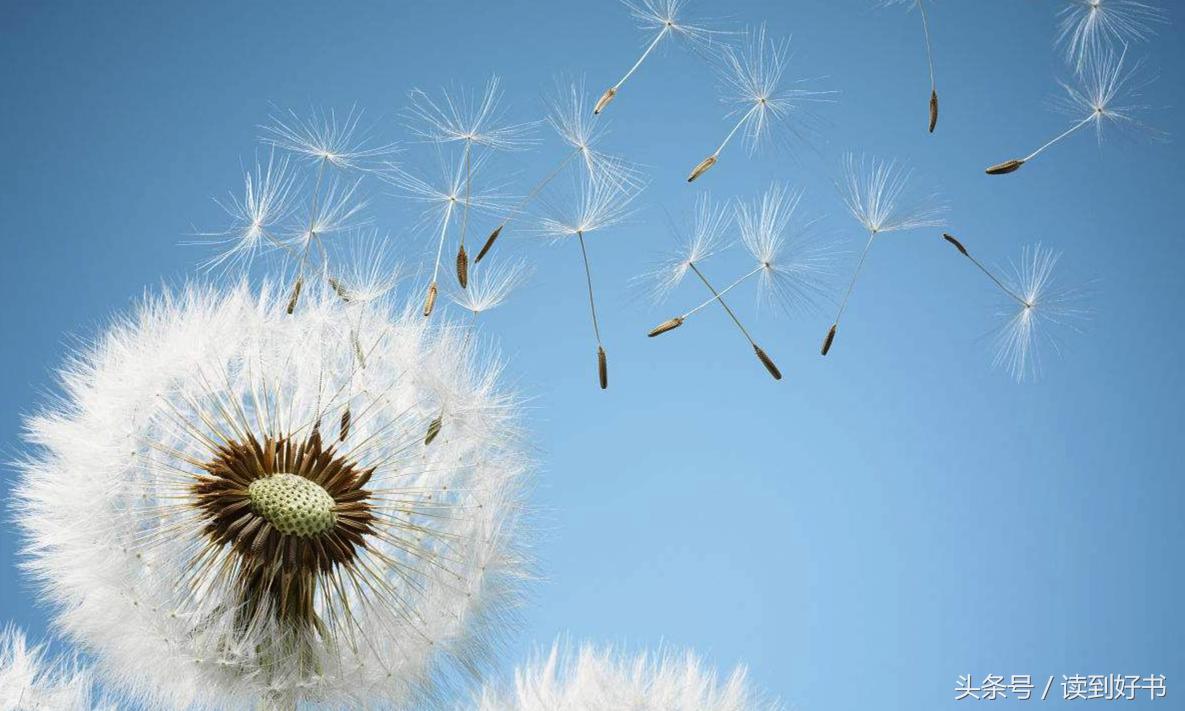 各种花的寓意及花语代表爱,黄玫瑰代表着哪些花语和寓意