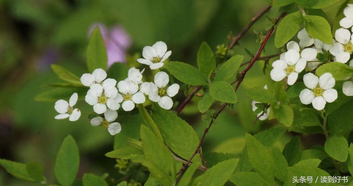 各种花的寓意及花语代表爱,黄玫瑰代表着哪些花语和寓意