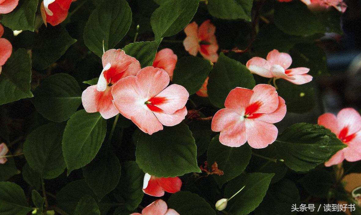 各种花的寓意及花语代表爱,黄玫瑰代表着哪些花语和寓意