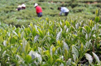 走一趟腾冲最挑剔茶的旅人也会被*魂迷**