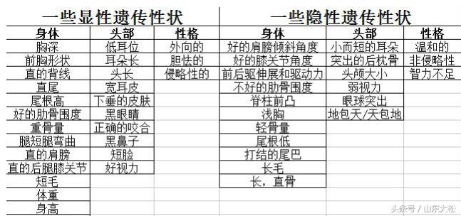 长毛法斗,长毛法斗叫啥名字
