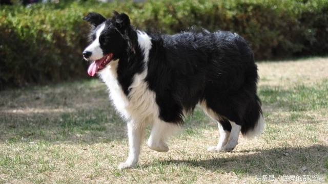 最聪明的狗狗排行榜哈士奇,世界上最聪明的狗狗是谁养的