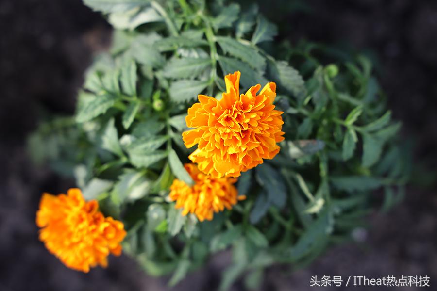 专业微单顶级画质,专业微单相机入门级推荐