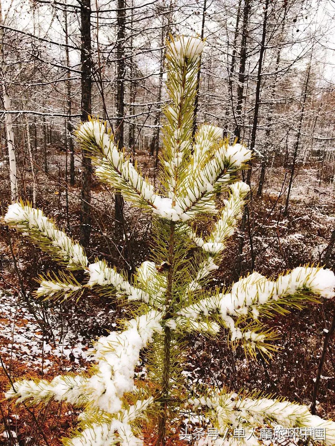 北极村到冷极村的路,摩旅边境日记