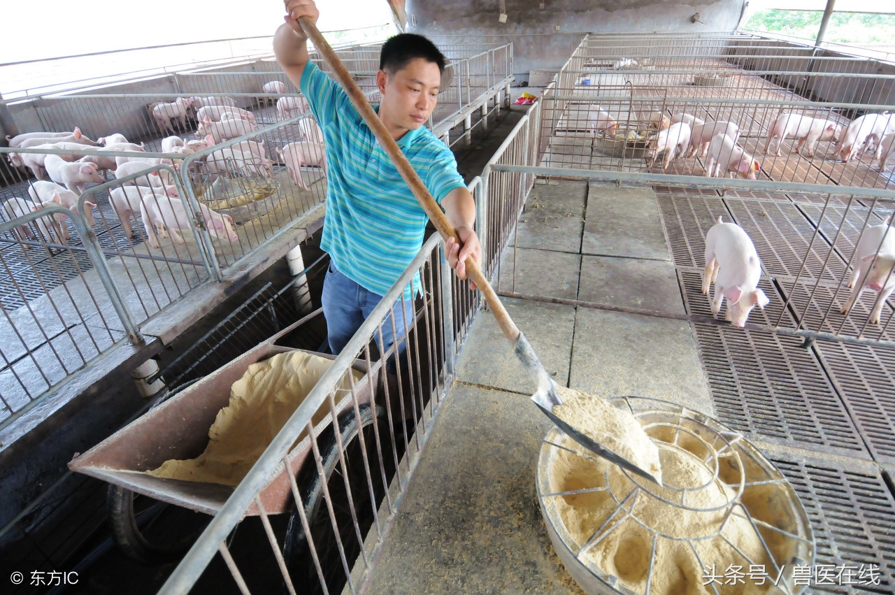 猪预混料浓缩料全价料外观不一样,全价料浓缩料和预混料的区别