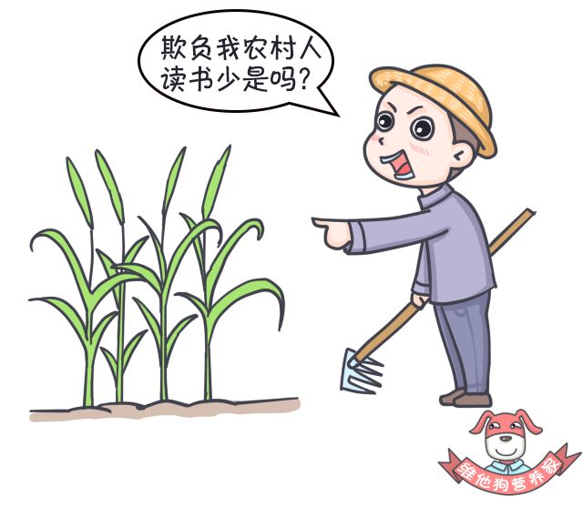 大麦若叶青汁可以清肠吗,足贴真的排毒减肥吗