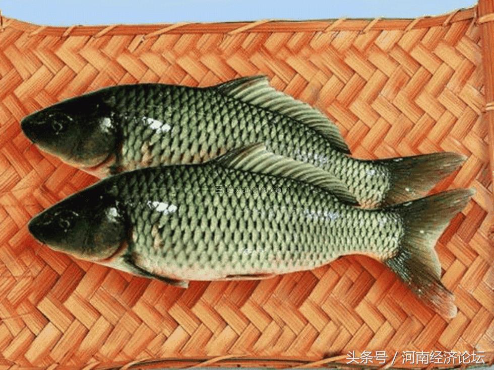 四大名鱼之首黄河鲤鱼,中国四大名鱼排行