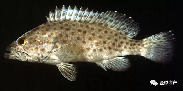 扔掉化妆品！每天5分钟能成仙！重点：不花钱