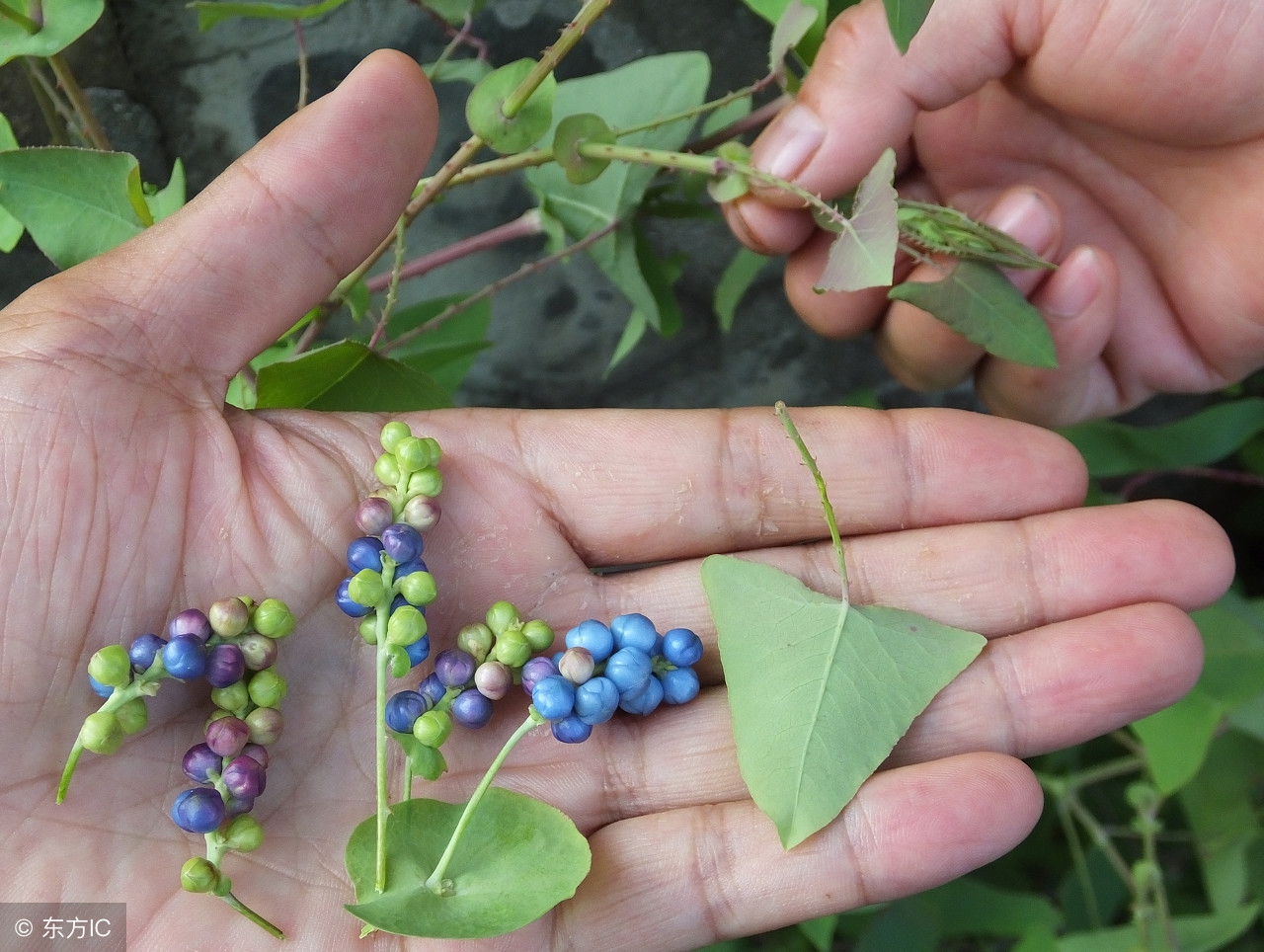 农村一种野草，果子可以吃，叶子带在身上可避蛇，人称“蛇*退倒**”